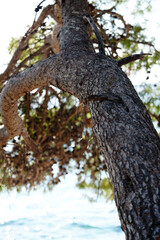 Obraz premium pine branches over the sea