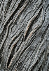 Close-up displays natural texture of an aged trunk, highlighting detailed patterns and abstract elements within bark formation.