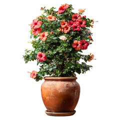 Naklejka premium Hibiscus fence with giant planter concept. Vibrant hibiscus plant in a clay pot with colorful blossoms.