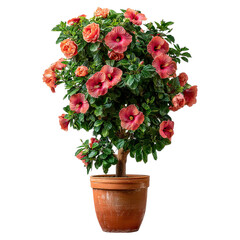 Fototapeta premium Hibiscus fence with giant planter concept. Vibrant hibiscus plant in a terracotta pot showcasing bright blooms.