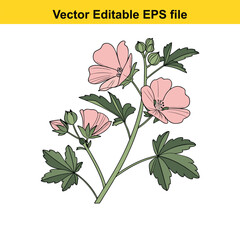 Pink hollyhock flowers and buds on a stem