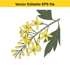 Yellow currant blossoms and leaves isolated on white background