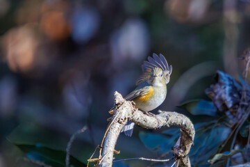 羽ばたいて飛び出す幸せの青い鳥、可愛いルリビタキ（ヒタキ科） 英名学名：Red flanked Bluetail (Tarsiger cyanurus) 埼玉県北本市、北本自然観察公園 2024 