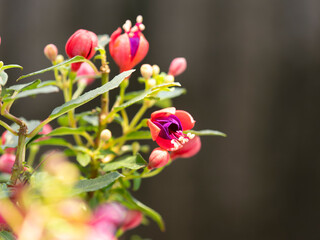 色鮮やかなフクシア・バレリーナ