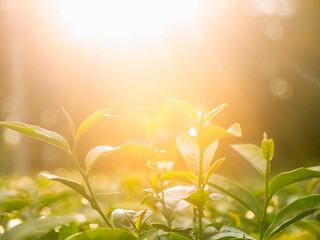 Green tea tree leaves camellia sinensis in organic farm sunlight. Fresh young tender bud herbal...