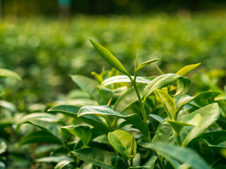 Green tea tree leaves camellia sinensis in organic farm sunlight. Fresh young tender bud herbal farm on summer morning. Sunlight Green tea tree plant. Close up Tree tea plant green nature in morning
