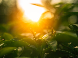 Green tea tree leaves camellia sinensis in organic farm sunlight. Fresh young tender bud herbal farm on summer morning. Sunlight Green tea tree plant. Close up Tree tea plant green nature in morning