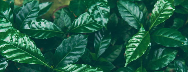Banner Texture Green coffee leaf tree growing berry bean plant. Banner Design element Coffee green leaf tree eco black backgrounds. Abstract Background design template with copy space