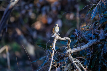 羽ばたいて飛び出す幸せの青い鳥、可愛いルリビタキ（ヒタキ科） 英名学名：Red flanked Bluetail (Tarsiger cyanurus) 埼玉県北本市、北本自然観察公園 2024 