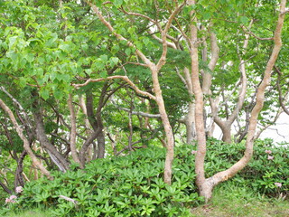 稜線のダケカンバと石楠花の森