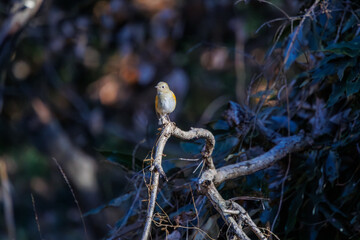 羽ばたいて飛び出す幸せの青い鳥、可愛いルリビタキ（ヒタキ科） 英名学名：Red flanked Bluetail (Tarsiger cyanurus) 埼玉県北本市、北本自然観察公園 2024 