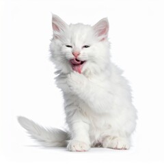 Obraz premium White Fluffy Kitten on Pure White
