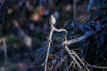 羽ばたいて飛び出す幸せの青い鳥、可愛いルリビタキ（ヒタキ科） 英名学名：Red flanked Bluetail (Tarsiger cyanurus) 埼玉県北本市、北本自然観察公園 2024 
