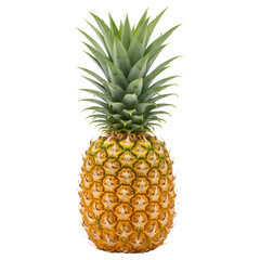 Fototapeta premium A single, ripe pineapple stands upright, showcasing its spiky leaves and textured skin against white background.