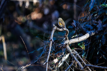 羽ばたいて飛び出す幸せの青い鳥、可愛いルリビタキ（ヒタキ科） 英名学名：Red flanked Bluetail (Tarsiger cyanurus) 埼玉県北本市、北本自然観察公園 2024 