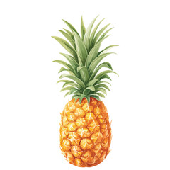 Pineapple isolated on white, watercolor illustration