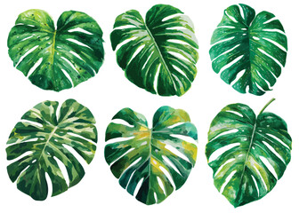 Obraz premium Collection of green leaves. watercolor illustration, isolated on white background