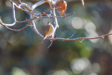 羽ばたいて飛び出す幸せの青い鳥、可愛いルリビタキ（ヒタキ科） 英名学名：Red flanked Bluetail (Tarsiger cyanurus) 埼玉県北本市、北本自然観察公園 2024 