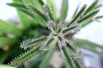 close-up of plant, mother of thousands, aranto, succulent, succulent mother of thousands, kalanchoe daigremontiana, kalanchoe daigremontiana with seedlings, exotic green succulent, exotic plant
