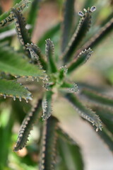 close-up of plant, mother of thousands, aranto, succulent, succulent mother of thousands, kalanchoe daigremontiana, kalanchoe daigremontiana with seedlings, exotic green succulent, exotic plant
