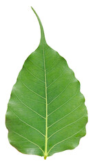 green leaf isolated on white background