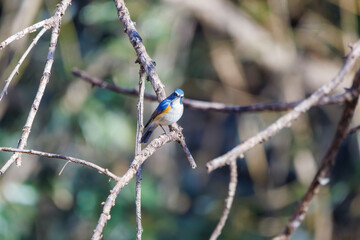 羽ばたいて飛び出す幸せの青い鳥、可愛いルリビタキ（ヒタキ科） 英名学名：Red flanked Bluetail (Tarsiger cyanurus) 埼玉県北本市、北本自然観察公園 2024 