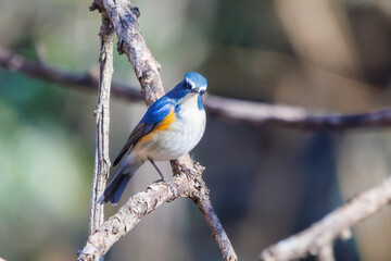 羽ばたいて飛び出す幸せの青い鳥、可愛いルリビタキ（ヒタキ科） 英名学名：Red flanked Bluetail (Tarsiger cyanurus) 埼玉県北本市、北本自然観察公園 2024 