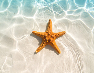 Vibrant Starfish in Natural Habitat: Underwater Marine Life, Ocean Ecosystem & Tropical Sea Creature, Coral Reef Environment for Wildlife & Vacation Concepts

