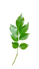 Fototapeta premium green leaves of a tree, fresh green leaves