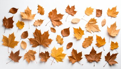 Autumn leaves arranged on white background.  Various shades of gold, brown, and tan