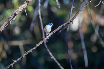 羽ばたいて飛び出す幸せの青い鳥、可愛いルリビタキ（ヒタキ科） 英名学名：Red flanked Bluetail (Tarsiger cyanurus) 埼玉県北本市、北本自然観察公園 2024 