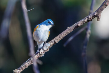 羽ばたいて飛び出す幸せの青い鳥、可愛いルリビタキ（ヒタキ科） 英名学名：Red flanked Bluetail (Tarsiger cyanurus) 埼玉県北本市、北本自然観察公園 2024 