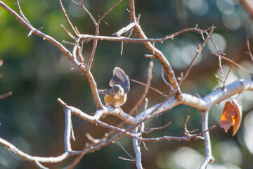 羽ばたいて飛び出す幸せの青い鳥、可愛いルリビタキ（ヒタキ科） 英名学名：Red flanked Bluetail (Tarsiger cyanurus) 埼玉県北本市、北本自然観察公園 2024 