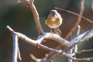 羽ばたいて飛び出す幸せの青い鳥、可愛いルリビタキ（ヒタキ科） 英名学名：Red flanked Bluetail (Tarsiger cyanurus) 埼玉県北本市、北本自然観察公園 2024 