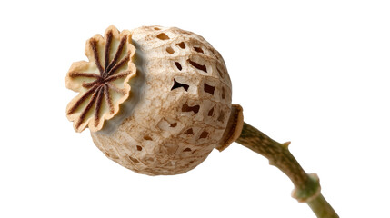 Obraz premium Dried poppy seed pod isolated on transparent background with detailed texture and natural color