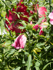 タイタンビカスのツボミと花