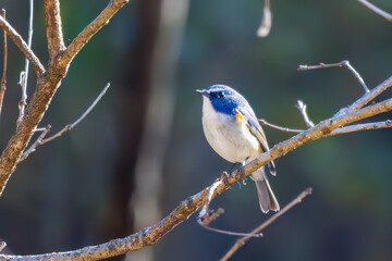 羽ばたいて飛び出す幸せの青い鳥、可愛いルリビタキ（ヒタキ科） 英名学名：Red flanked Bluetail (Tarsiger cyanurus) 埼玉県北本市、北本自然観察公園 2024 