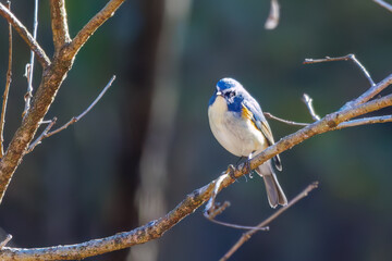羽ばたいて飛び出す幸せの青い鳥、可愛いルリビタキ（ヒタキ科） 英名学名：Red flanked Bluetail (Tarsiger cyanurus) 埼玉県北本市、北本自然観察公園 2024 