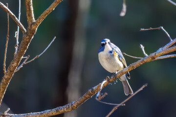 羽ばたいて飛び出す幸せの青い鳥、可愛いルリビタキ（ヒタキ科） 英名学名：Red flanked Bluetail (Tarsiger cyanurus) 埼玉県北本市、北本自然観察公園 2024 