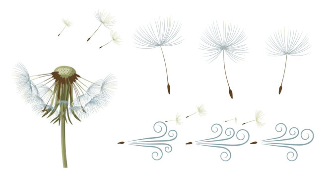 Dandelion seeds dispersing in the wind with a dandelion flower head on a white background image view