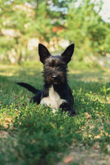 Pretty black dog lie on green grass outdoors in summertime. Amazing portrait of young pet love....
