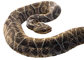Viper snake Urutú crossed pitviper silhouette on PNG, no background, isolated. Perfect for Image Edition. Bothrops alternatus. Yarara. 
