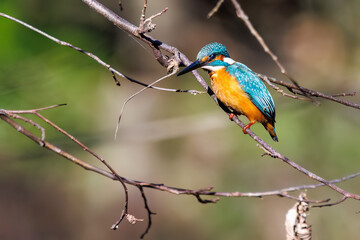 餌を捕らえるために池に飛び込む可愛いカワセミ（カワセミ科） 英名学名：Kingfisher (Alcedo atthis) 埼玉県北本市、北本自然観察公園 2025 