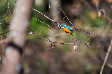 餌を捕らえるために池に飛び込む可愛いカワセミ（カワセミ科） 英名学名：Kingfisher (Alcedo atthis) 埼玉県北本市、北本自然観察公園 2025 