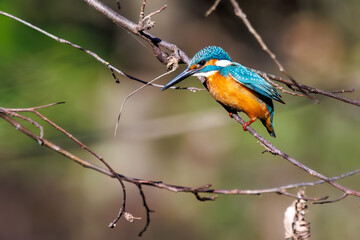 餌を捕らえるために池に飛び込む可愛いカワセミ（カワセミ科） 英名学名：Kingfisher (Alcedo atthis) 埼玉県北本市、北本自然観察公園 2025 