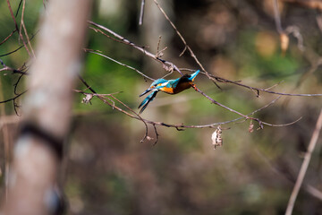 餌を捕らえるために池に飛び込む可愛いカワセミ（カワセミ科） 英名学名：Kingfisher (Alcedo atthis) 埼玉県北本市、北本自然観察公園 2025 