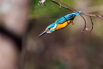餌を捕らえるために池に飛び込む可愛いカワセミ（カワセミ科） 英名学名：Kingfisher (Alcedo atthis) 埼玉県北本市、北本自然観察公園 2025 
