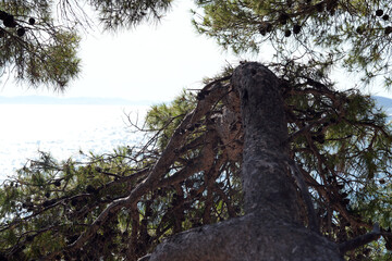 pine branches over the sea