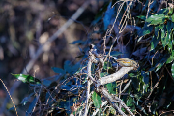 羽ばたいて飛び出す幸せの青い鳥、可愛いルリビタキ（ヒタキ科） 英名学名：Red flanked Bluetail (Tarsiger cyanurus) 埼玉県北本市、北本自然観察公園 2024 