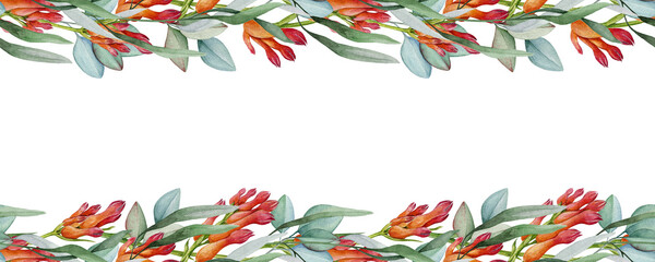 Red kangaroo paw flower with eucalyptus leaves floral decor seamless border element. Watercolor illustration. Australia native florals elegant seamless border design decoration on white background